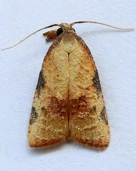Platynota labiosana