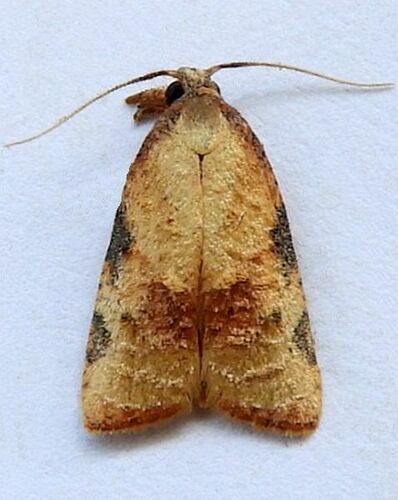 Platynota labiosana