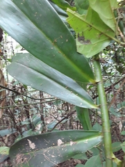 Costus spiralis