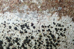 Lecidella elaeochroma