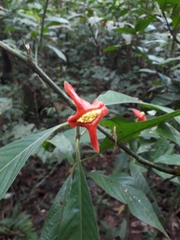 Palicourea tomentosa