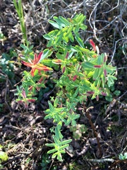 Hypericum hypericoides