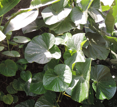 Piper umbellatum