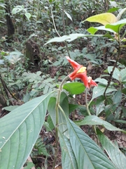 Palicourea tomentosa