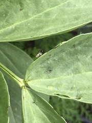 Aphis gossypii