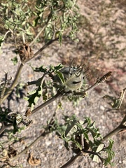 Datura quercifolia