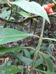 Palicourea tomentosa