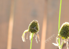 Rudbeckia texana