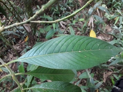 Palicourea tomentosa