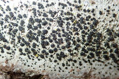 Lecidella elaeochroma