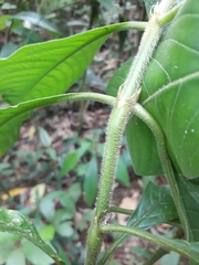 Palicourea tomentosa