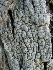 Pertusaria pertusa