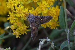 Chrysodeixis includens