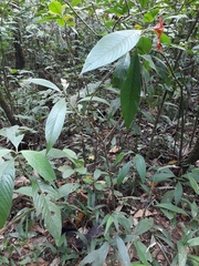 Palicourea tomentosa