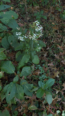 Persicaria chinensis