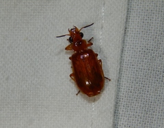 Parena ferruginea
