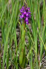 Dactylorhiza euxina
