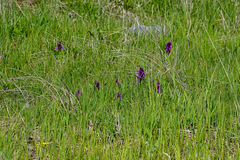 Dactylorhiza euxina