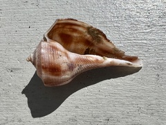 Fulguropsis pyruloides