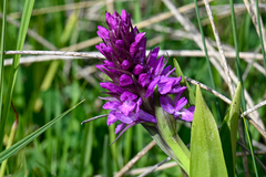 Dactylorhiza euxina