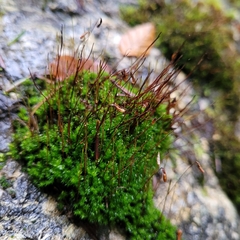 Ptychostomum