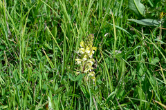 Pedicularis sibthorpii