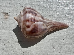 Fulguropsis pyruloides