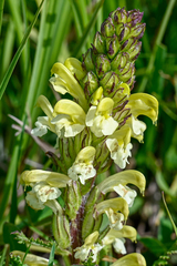 Pedicularis sibthorpii
