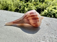 Fulguropsis pyruloides