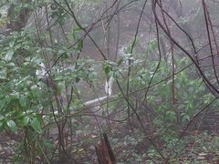 Clerodendrum cyrtophyllum