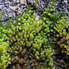Campylophyllum halleri