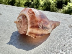 Fulguropsis pyruloides