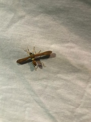 Sesiidae
