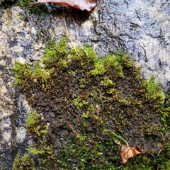 Campylophyllum halleri