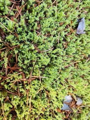 Racomitrium elongatum