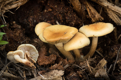 Pholiota highlandensis