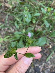 Elephantopus carolinianus