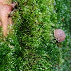 Dicranodontium denudatum