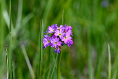 Primula algida