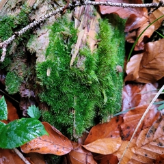 Dicranodontium denudatum