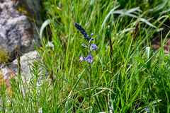 Veronica gentianoides
