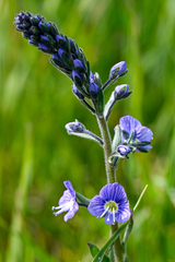 Veronica gentianoides