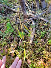 Amphicarpum amphicarpon