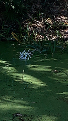 Crinum americanum