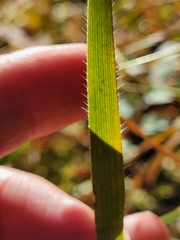 Amphicarpum amphicarpon