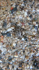 Larinioides patagiatus