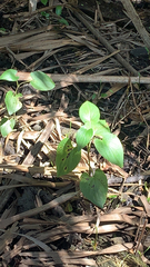 Piperales