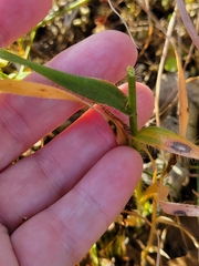 Amphicarpum amphicarpon