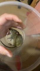Abrothrix olivacea