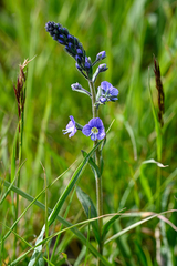 Veronica gentianoides